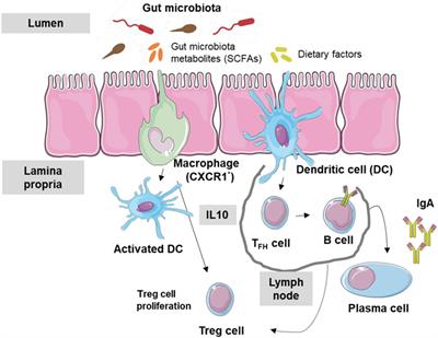 Microbiome and Allergic Diseases